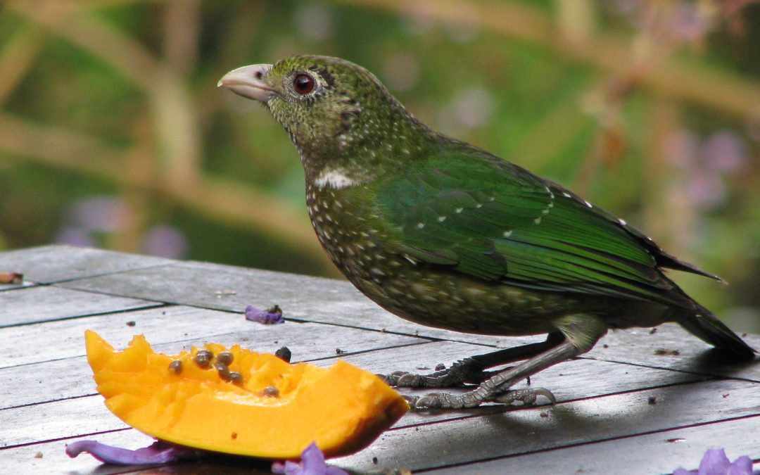 Green Catbird